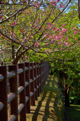 残り桜
