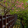 残り桜