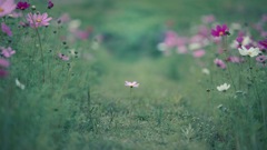 cosmos