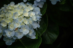 紫陽花3