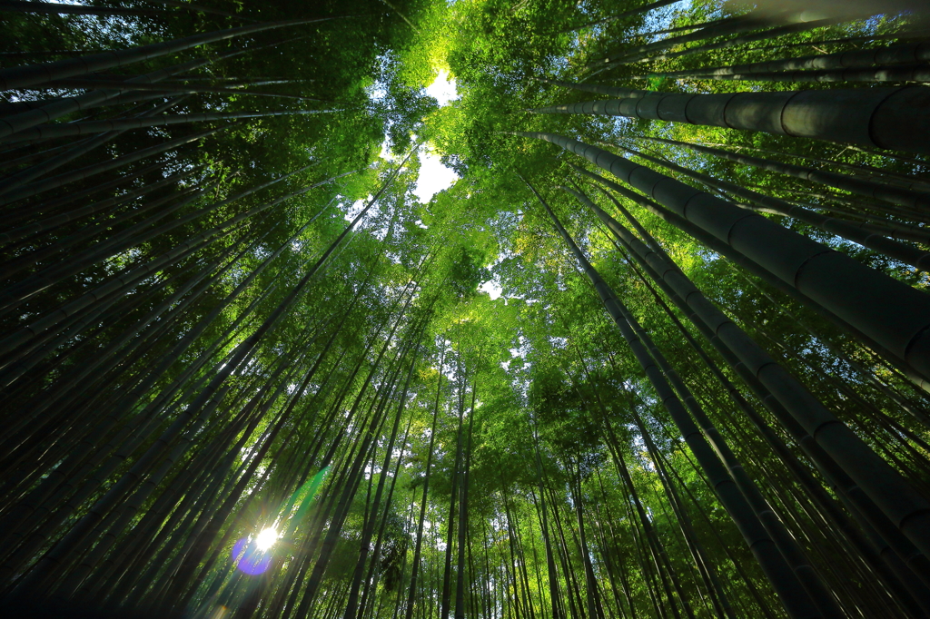 Bamboo Forest