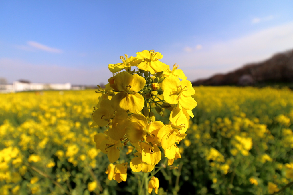 菜の花畑