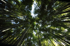 竹林
