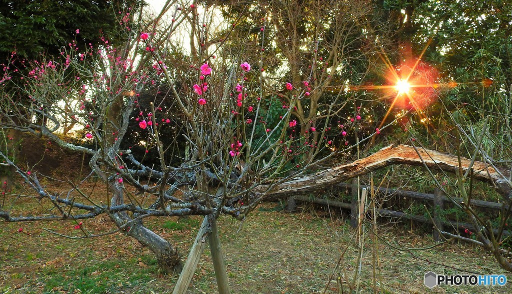 老いても花を忘れず