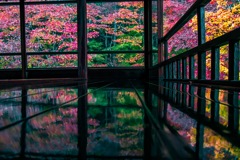 瑠璃光院 床紅葉