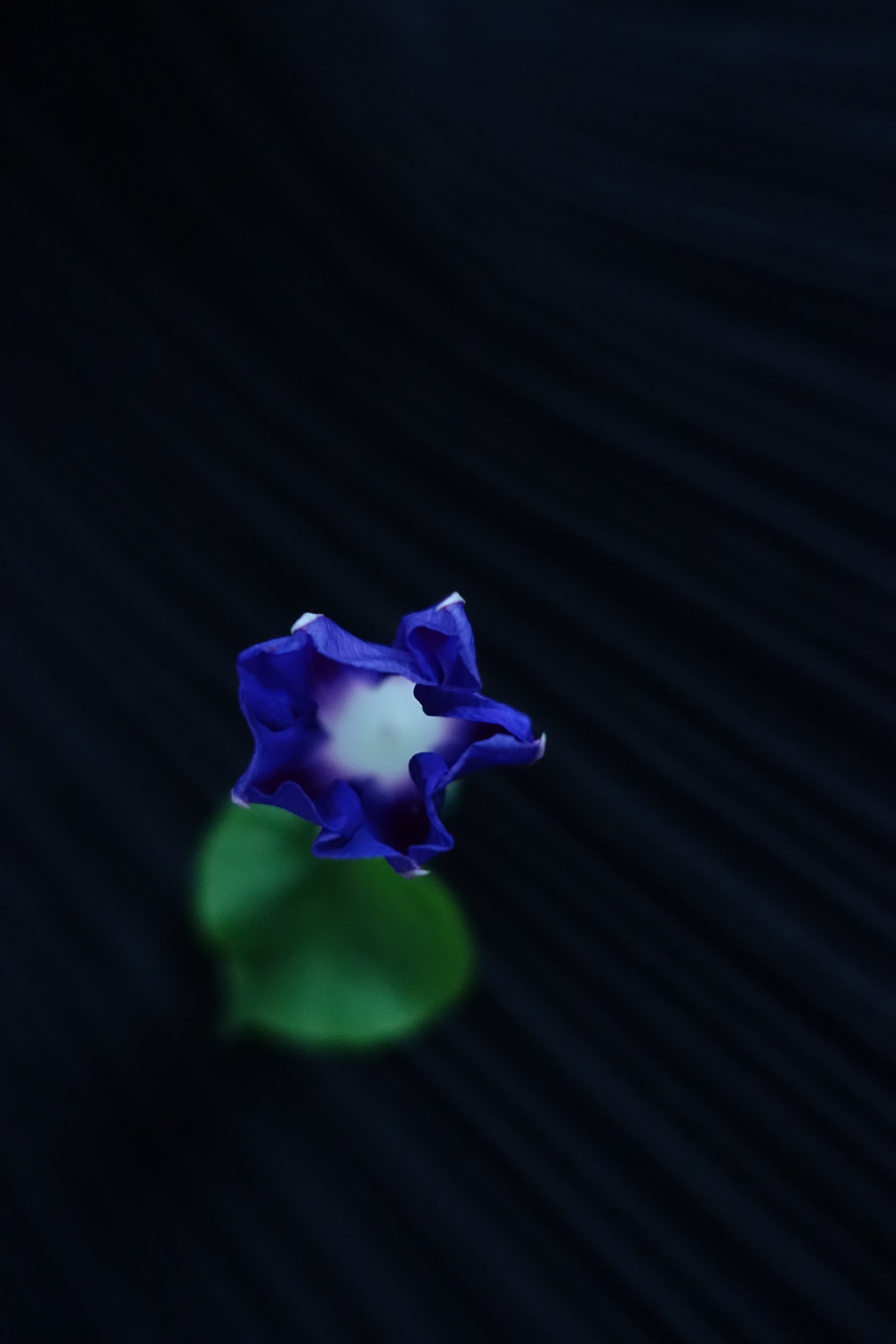 ハートクラブ　黒