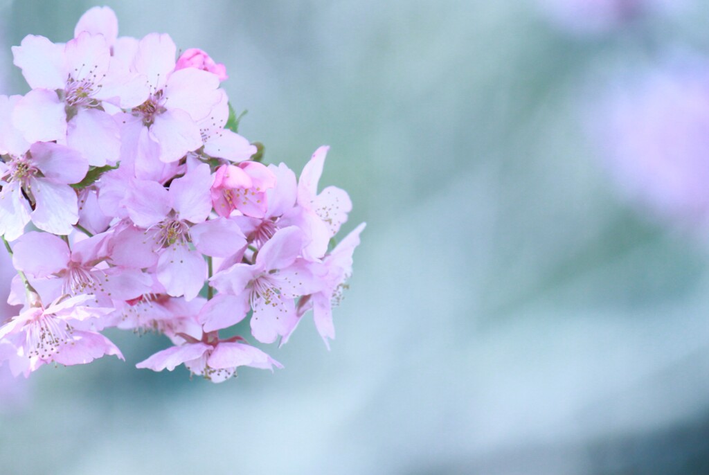 ほっこり河津桜