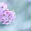 ほっこり河津桜