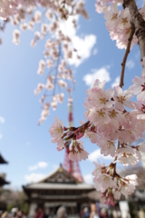 東京タワーと桜