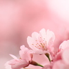 透きとおる