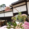 すずやかに