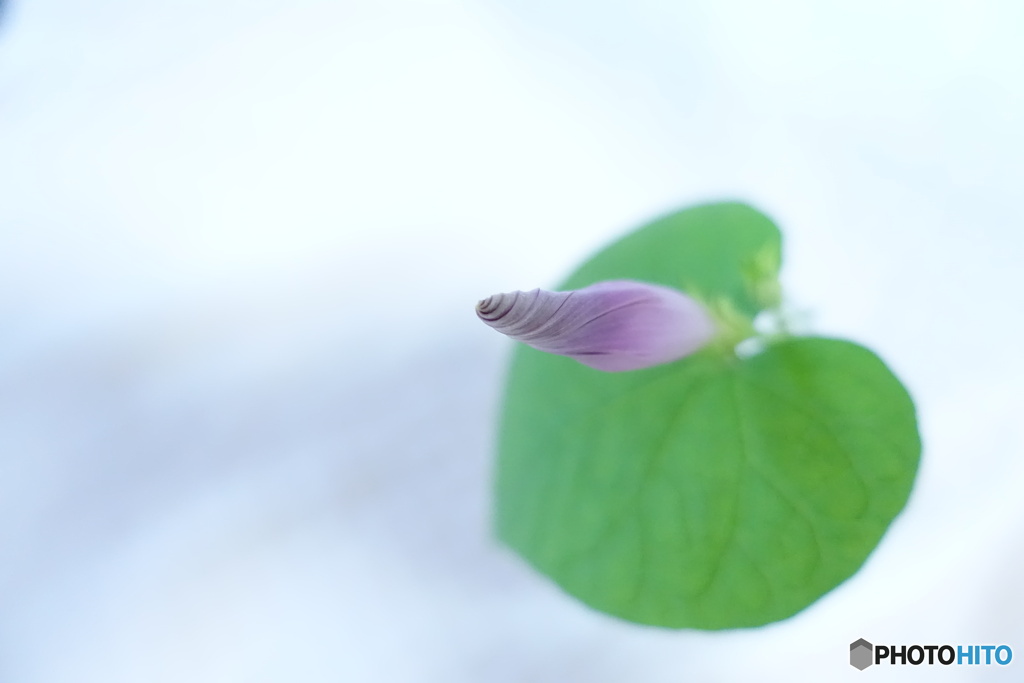 朝になったら