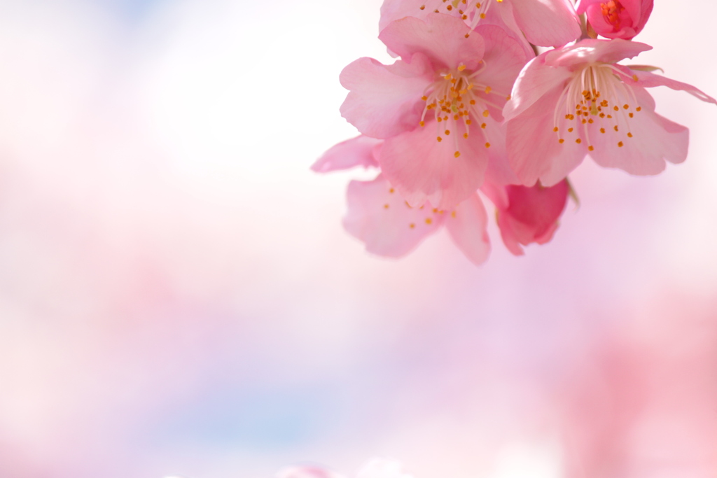 おぼろ桜
