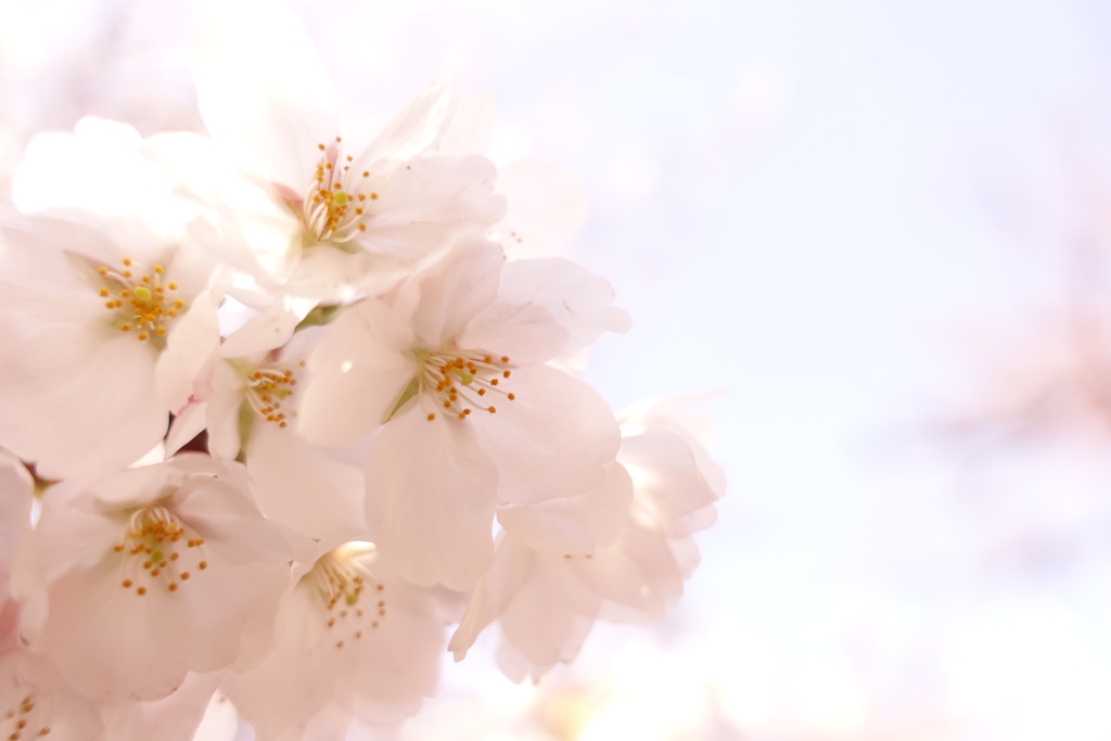 あの日の桜