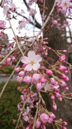 桜