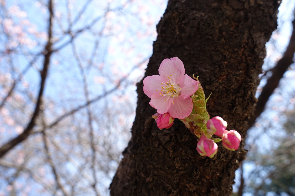 河津桜②