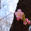 河津桜②