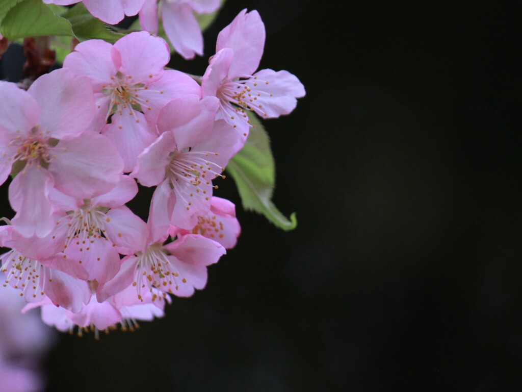 あこがれ〜河津桜〜