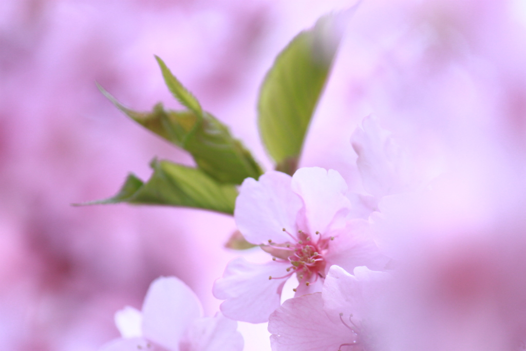 遅めの河津桜