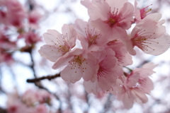 sakura