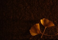 チョコレート色