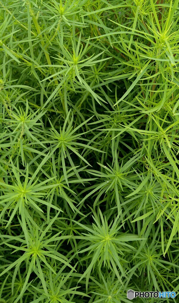コキアの森