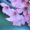 残る桜も散る桜