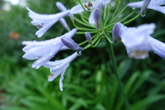 雨をあつめて