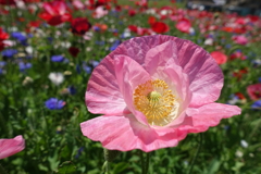 和紙のようなポピーの花びら