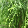 緑の雨