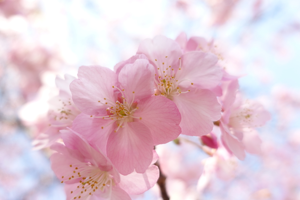 河津桜
