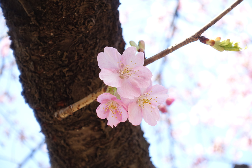 河津桜①