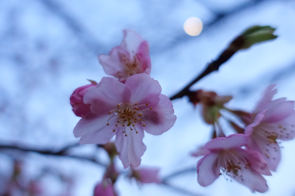 桜？？