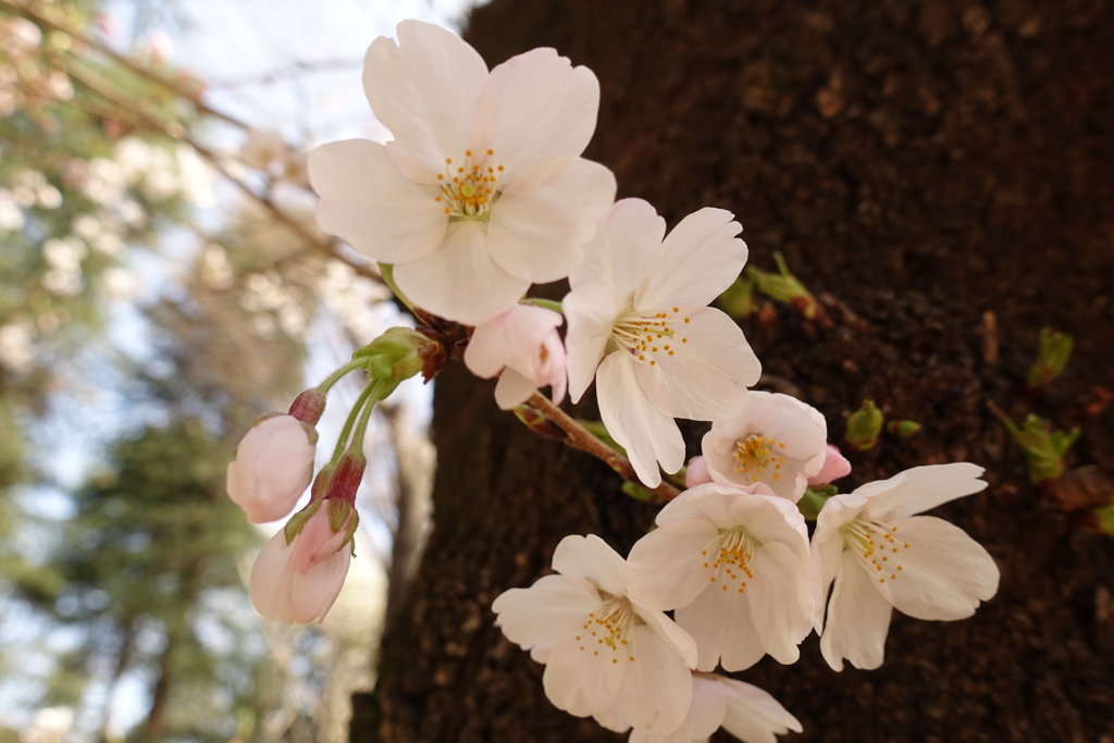 胴吹きの桜