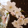 胴吹きの桜