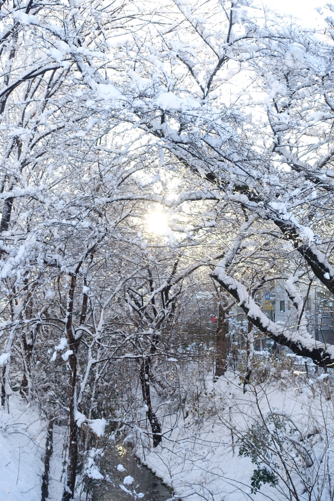 雪の玉川上水
