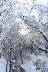 雪の玉川上水
