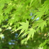 新緑もみじ