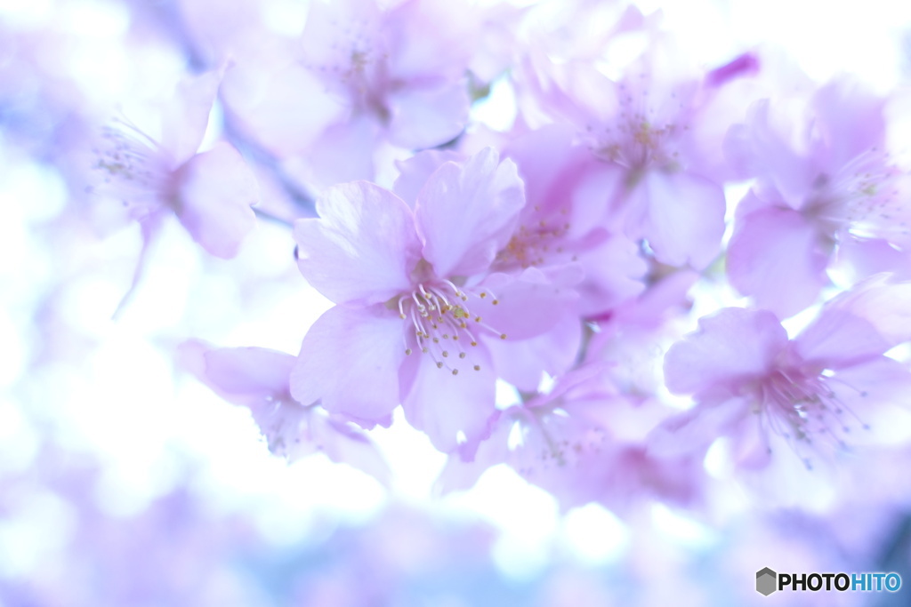 河津桜