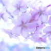 河津桜