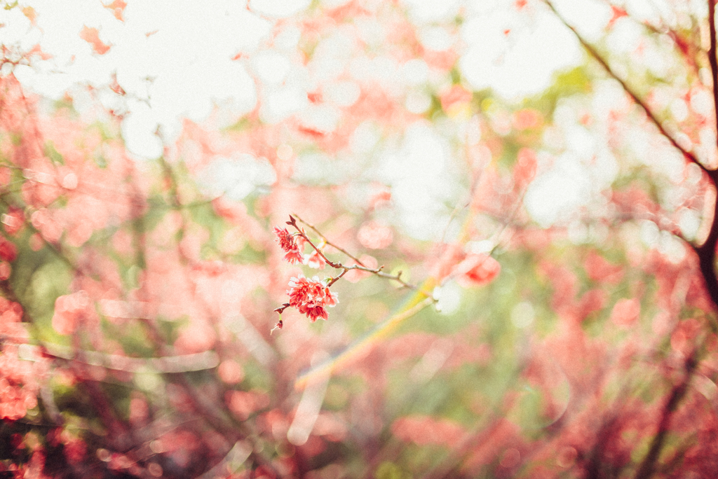 孤芳