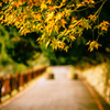 台北市陽明公園 楓