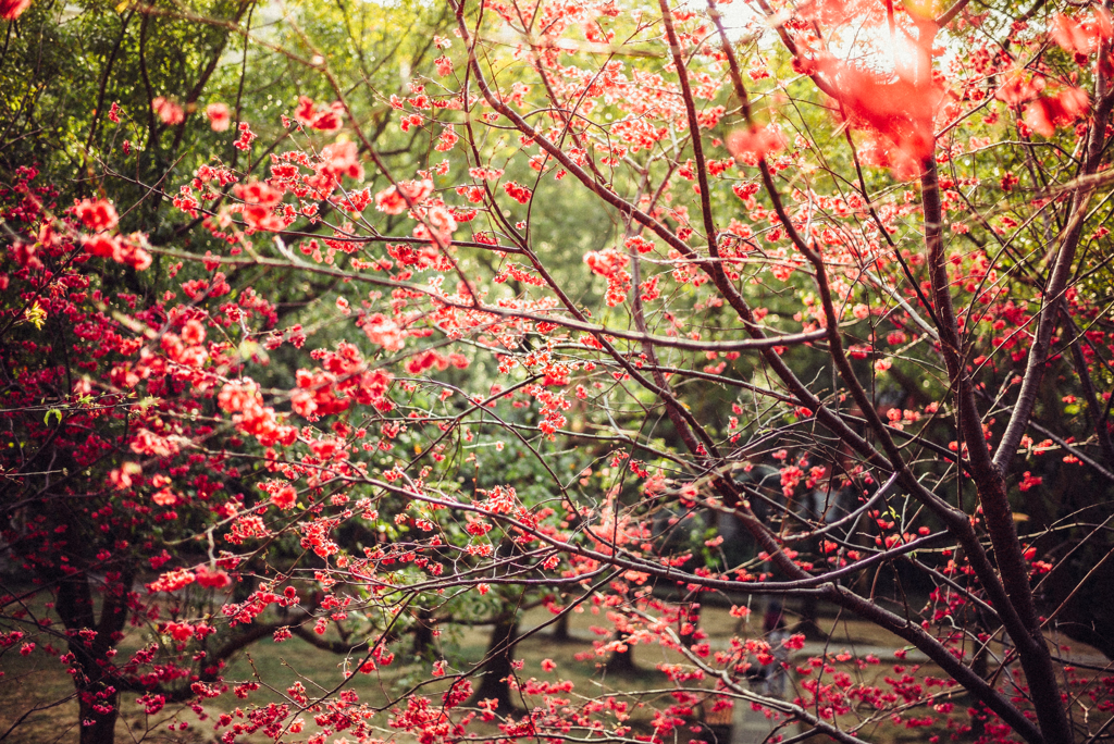 櫻紅祕境