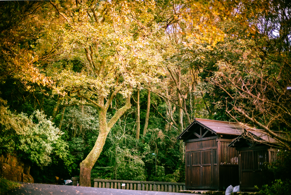 台北市陽明公園 楓黃