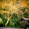 台北市陽明公園 楓黃