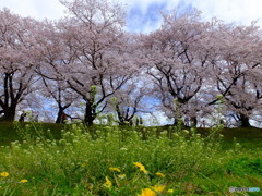 八幡市背割り堤の桜
