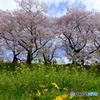 八幡市背割り堤の桜