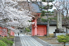 桜と赤門