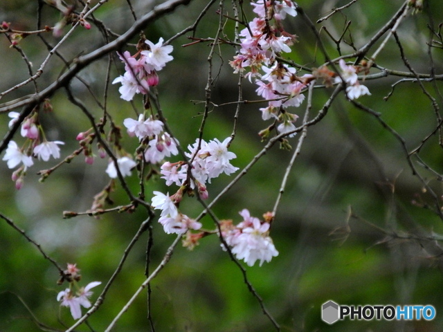 十月桜（二度咲き桜）