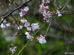 十月桜（二度咲き桜）